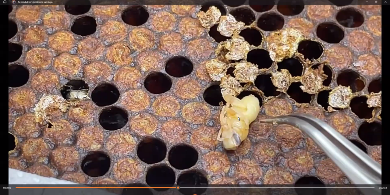 Ever wondered how bees resist Varroa naturally?