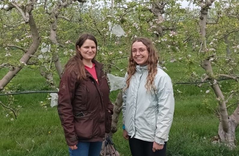 An international study reveals the impact of climate change on pollination of Golden Apple orchards